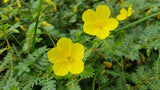 L'effet du Tribulus terrestris