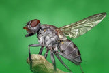 La mouche espagnole : dangereuse ou aphrodisiaque ?