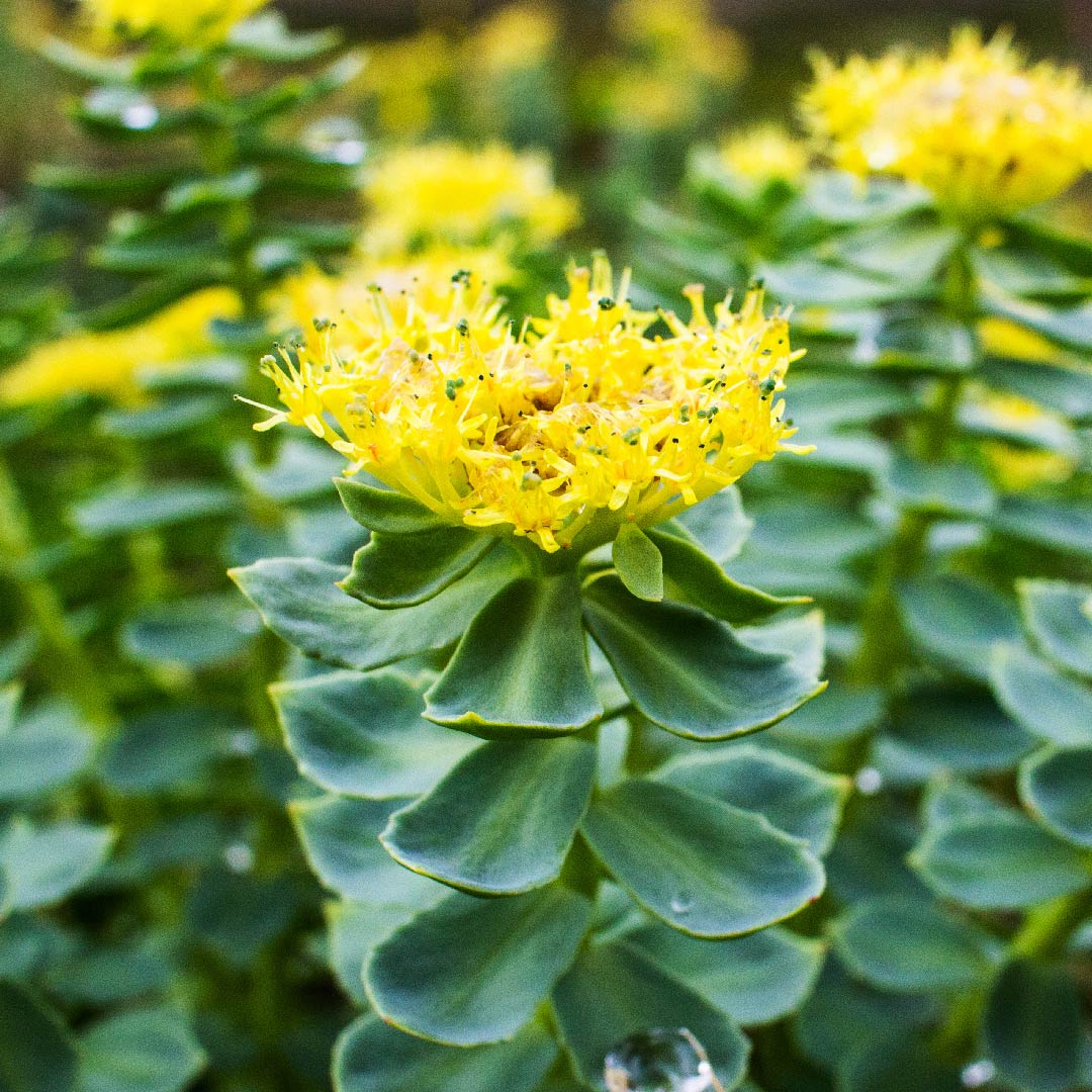 Rhodiola